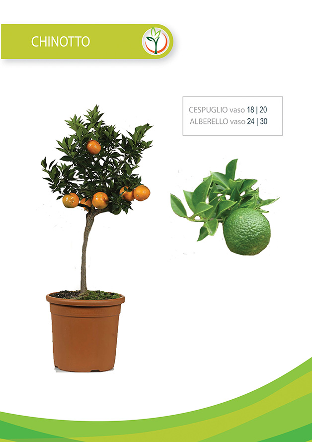 chinotto