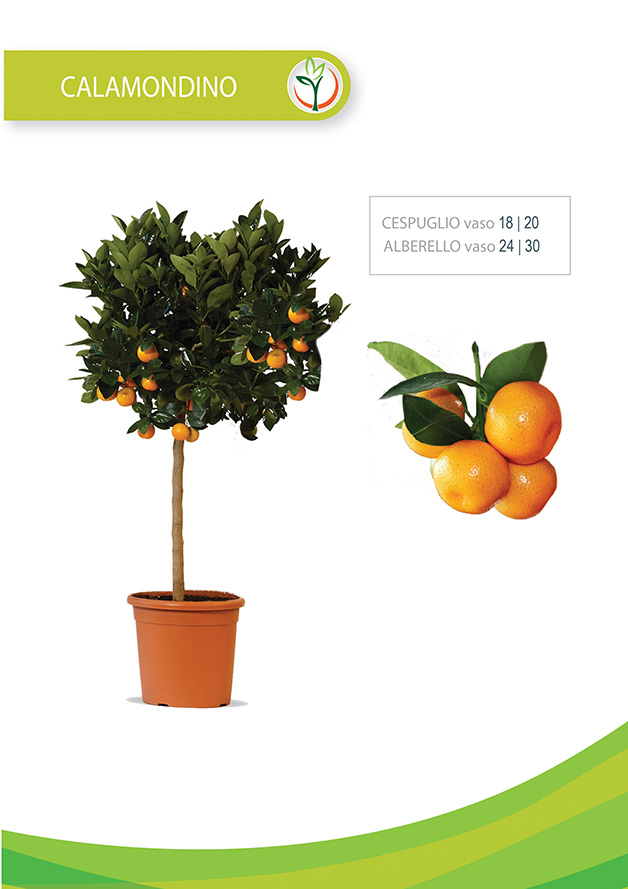 calamondino