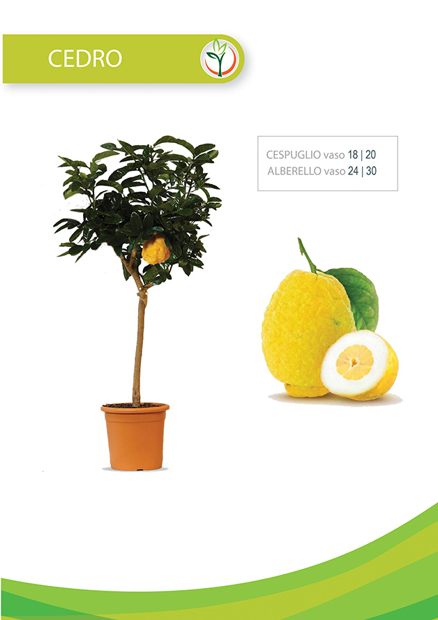 cedro