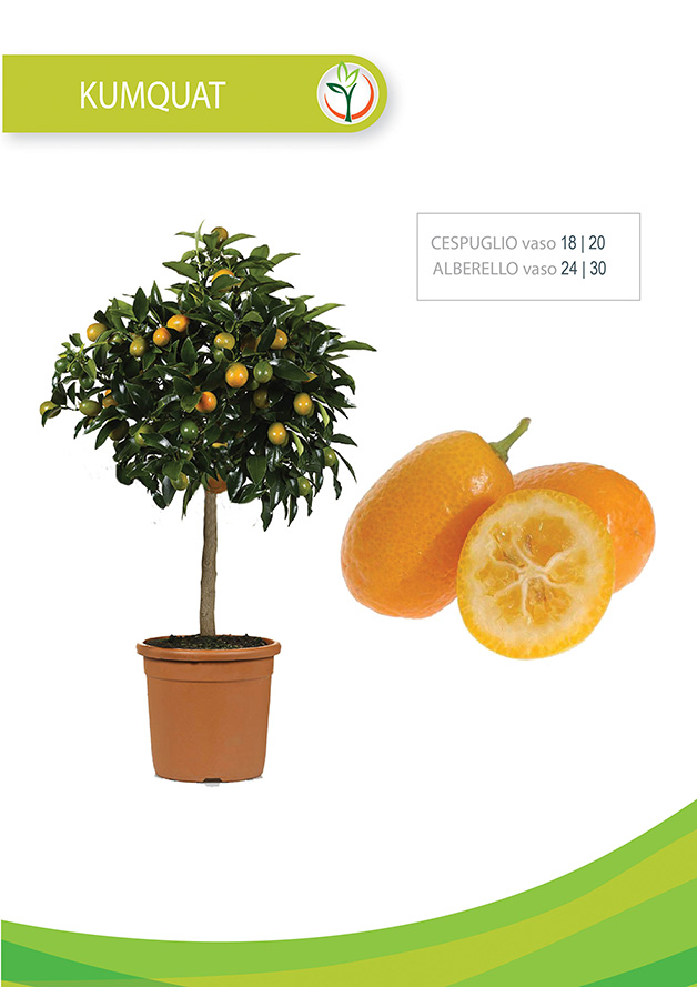 kumquat