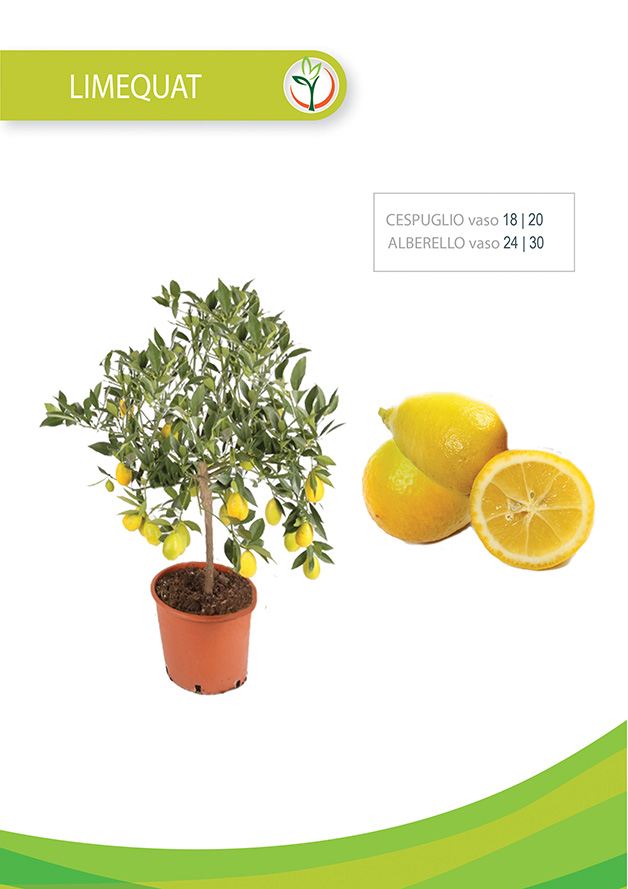 limequat